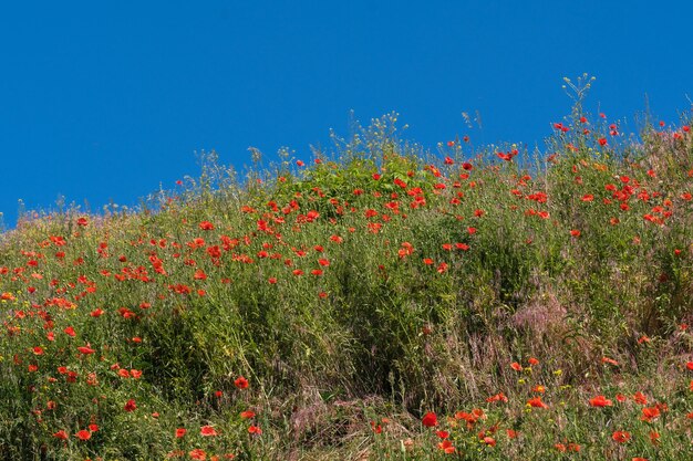 Green hill overgrown with grass under a blue sky with clouds with blooming red poppies on a sunny summer day