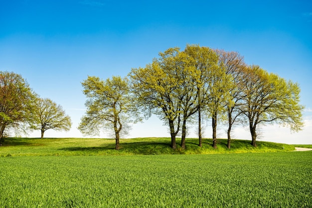 Green hill with dreamy clouds and blue sky in the background