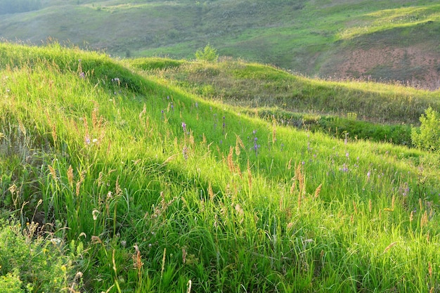 green hills covered with grass with sun rays on the sunset, close-up