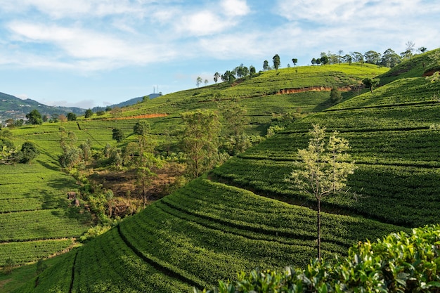 スリランカの茶畑のある緑の丘の風景