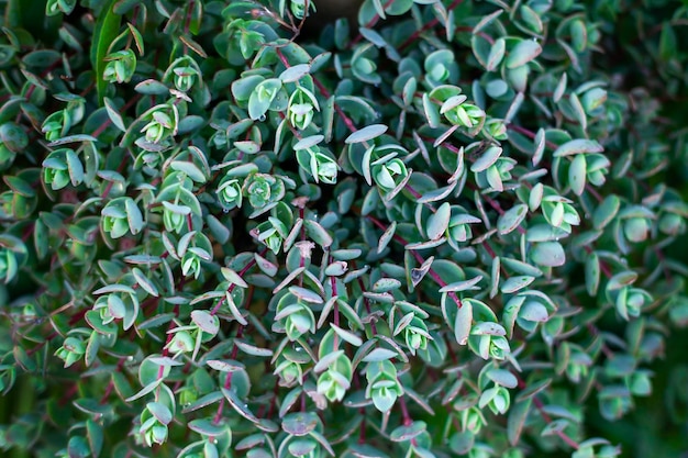 green homophyllum outdoors closeup natural background