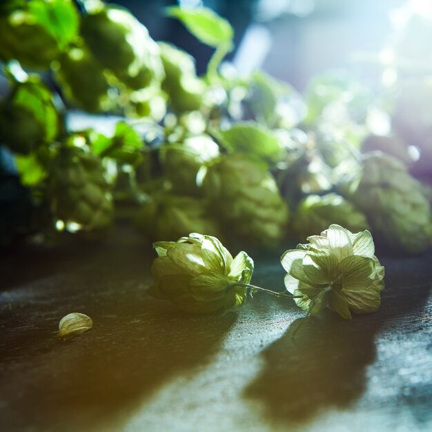 Green hop branch on wooden background