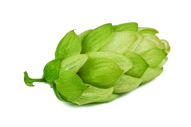 Green hop cone on white background