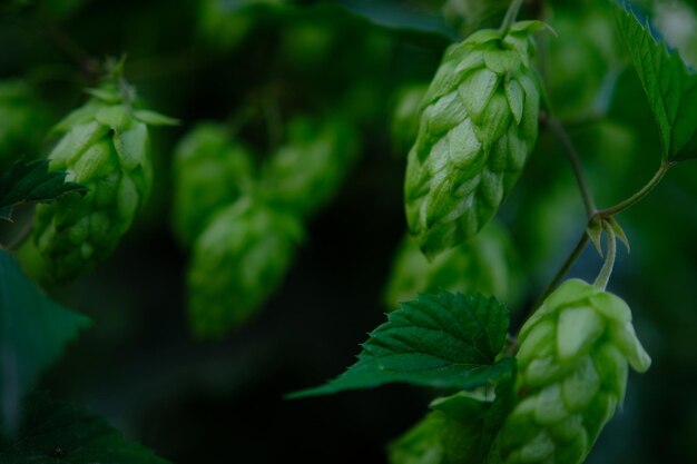 Green hop cones on plantation in sunlight rays with shallow depth of field Ingredient for brewery Oktoberfest background Space for copy