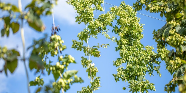 Green hops on the bush. Industrial hop growing.