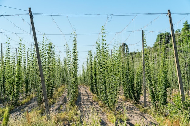 Green hops field  Agriculture industry and beer production concept