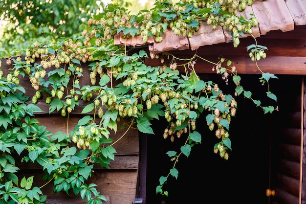 Luppolo verde che cresce sul tetto di un vecchio fienile in giornata di sole. materie prime per la produzione di birra
