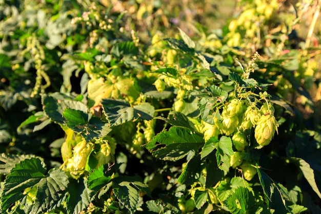 Green Hops on a plant at sunny day