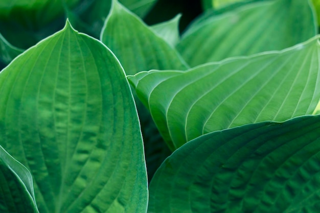 Green hosta textured leaves in the garden with natural background