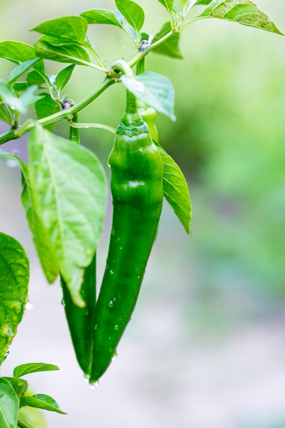 Green hot peppers on a branch in the vegetable garden vertical photo