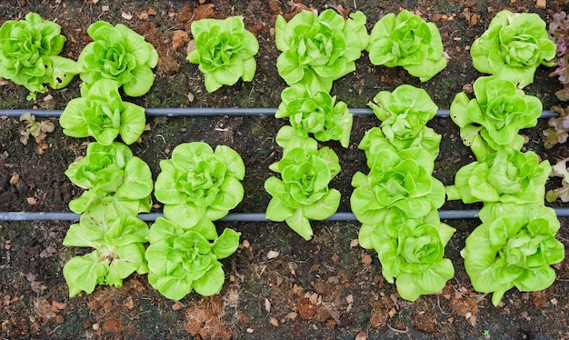 Green House and green vegetable