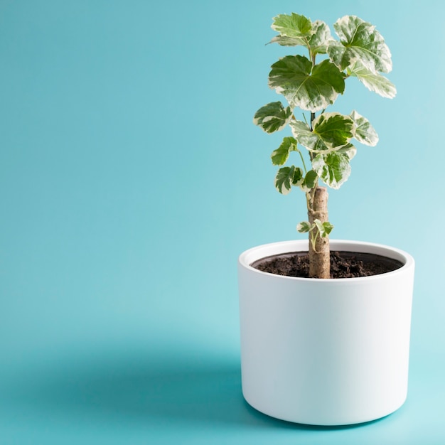 青い背景に緑の観葉植物。ポリシア