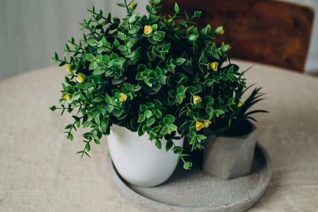 コンクリートの鉢に緑の観葉植物