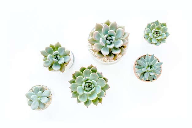 Green house plants potted succulent plants isolated on white background Flat lay top view High quality photo