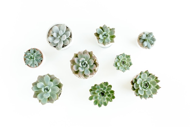 Green house plants potted succulent plants isolated on white background Flat lay top view