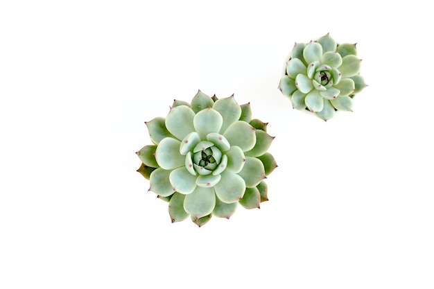 Green house plants potted succulent plants isolated on white background Flat lay top view