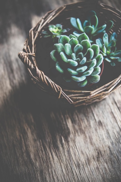 Photo green house plants potted succulents in a basket