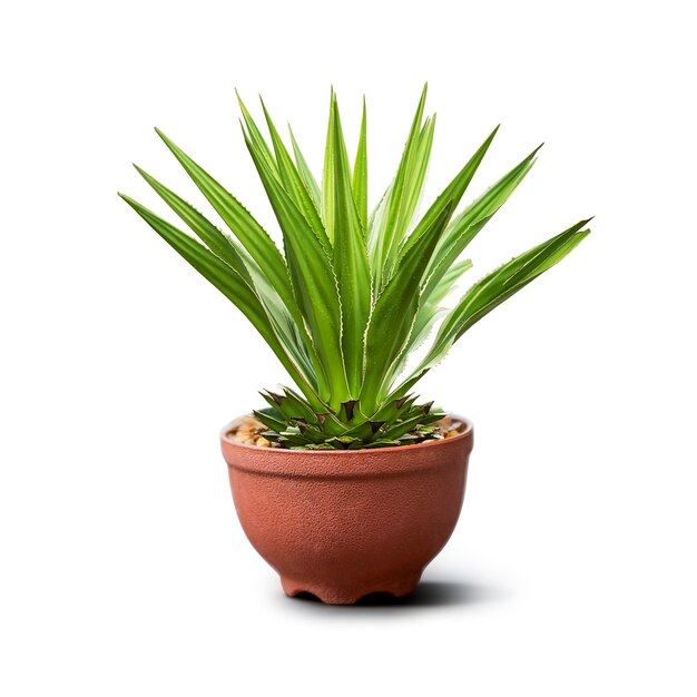 Green houseplant in pot for decoration isolated on white