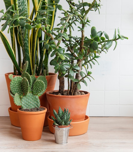 Green houseplants on the table in the house