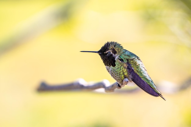 Foto il colibrì verde con la testa nera si siede su un ramo.