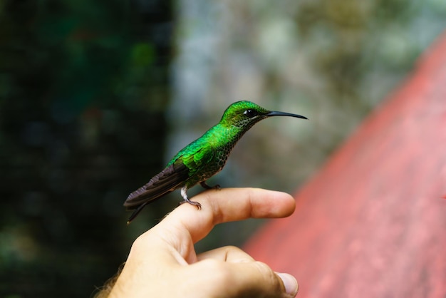 Green hummingbirds