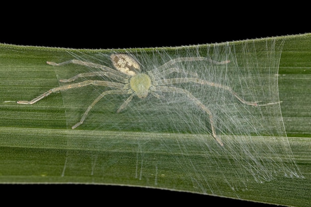 Green huntsman spider of the species family sparassidae