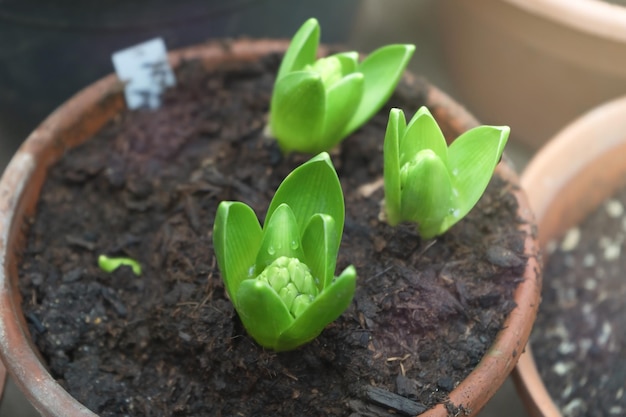 Green hyacinth buds sprout from the ground in a pot