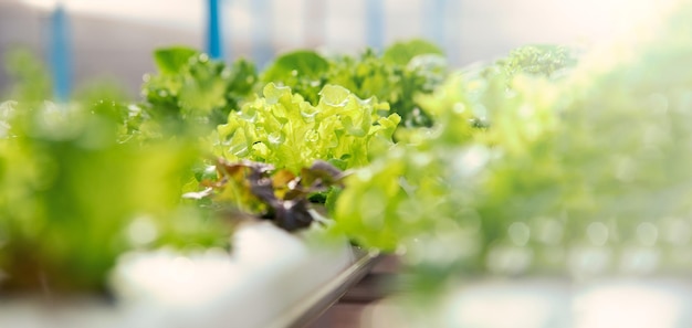 Photo green hydroponic organic salad vegetable in farm thailand selective focus