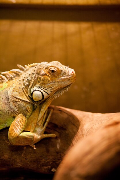 Photo green iguana also known as american iguana is a large arboreal lizard found in captivity as a pet due to its calm disposition and bright colors exotic pet care wildlife animal