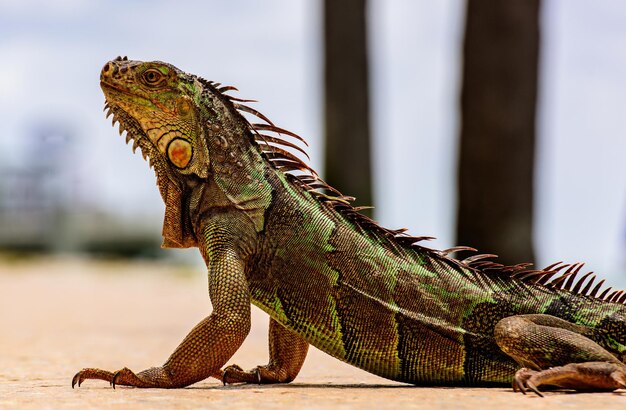 Green Iguana, also known as Common or American iguana, on nature background. Close-up of the head of an iguana.