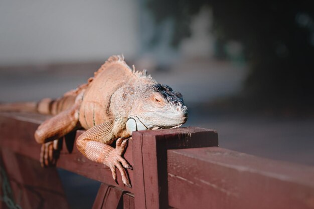 The green iguana or American iguana