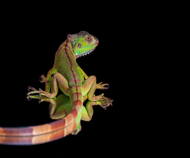 Foto iguana verde su sfondo nero