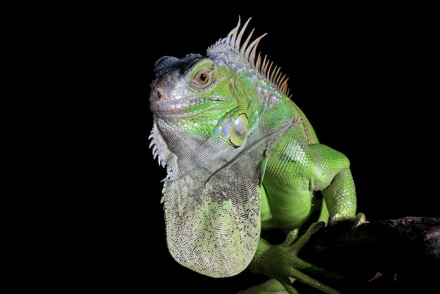 Green iguana on a black background