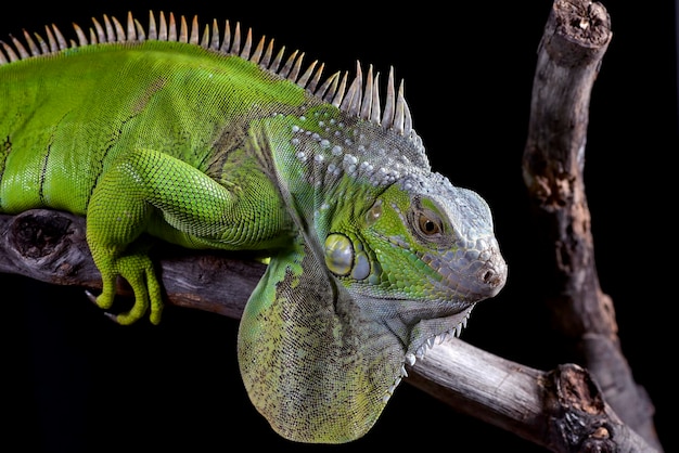 Green iguana on a black background