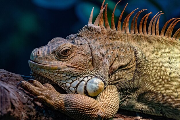 Green Iguana close up portrait on a tree