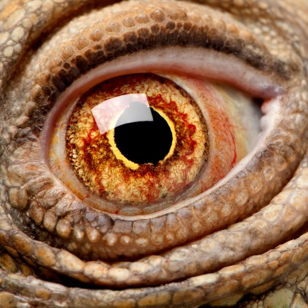 Green Iguana - Iguana iguana on a white isolated