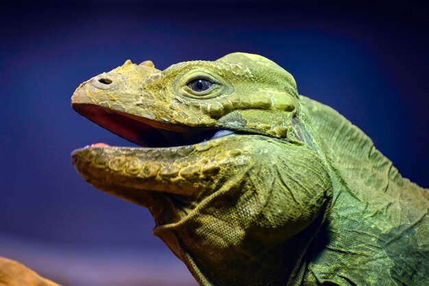 グリーンイグアナ（Iguana iguana）