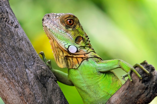 A green iguana is climbing a tree branch.