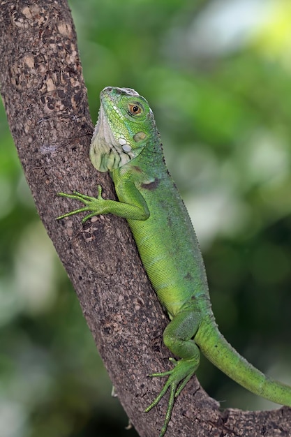 A green iguana is climbing a tree.