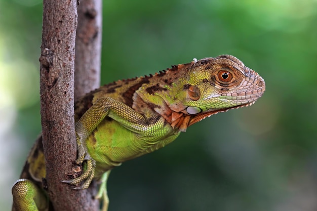 A green iguana is perched on a tree branch.