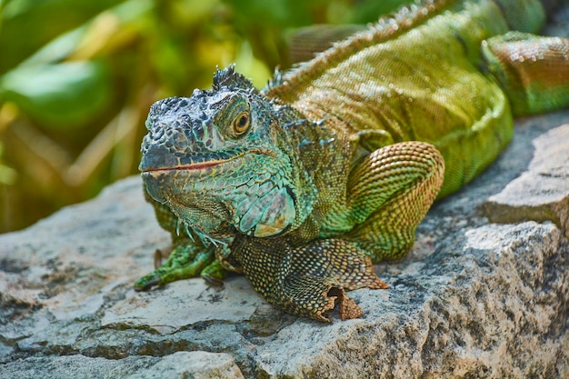 Green Iguana of the Pacific