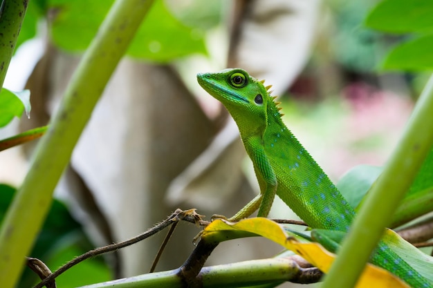 植物上の緑のイグアナ