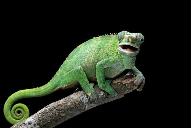 A green iguana sits on a branch with its mouth open.