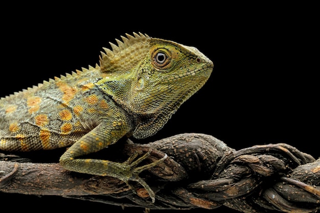 A green iguana sits on a branch.