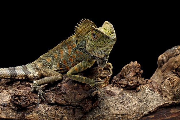 A green iguana sits on a branch.