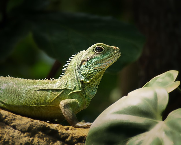 a green iguana sits on a leaf in the sun.