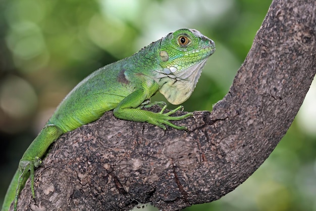 A green iguana sits on a tree branch in costa rica.