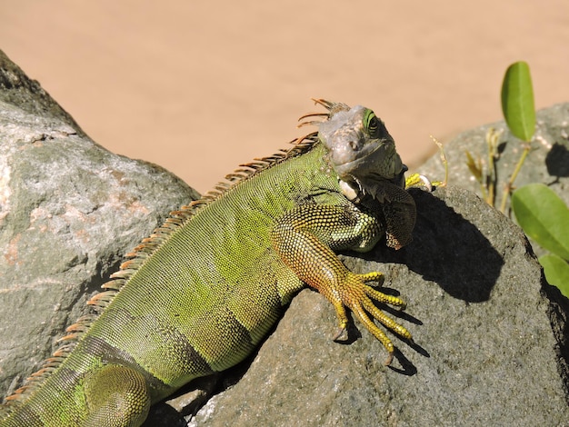 Foto l'iguana verde a prendere il sole su una roccia