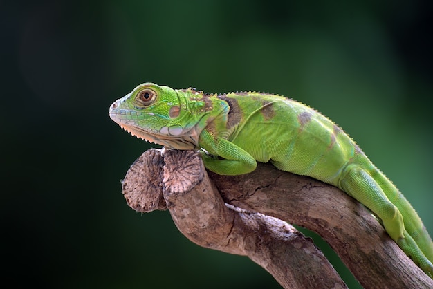 Green iguana on a tree branch