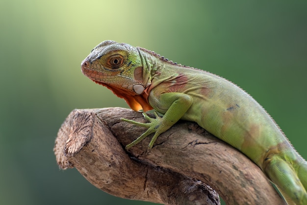 Green iguana on tree branch